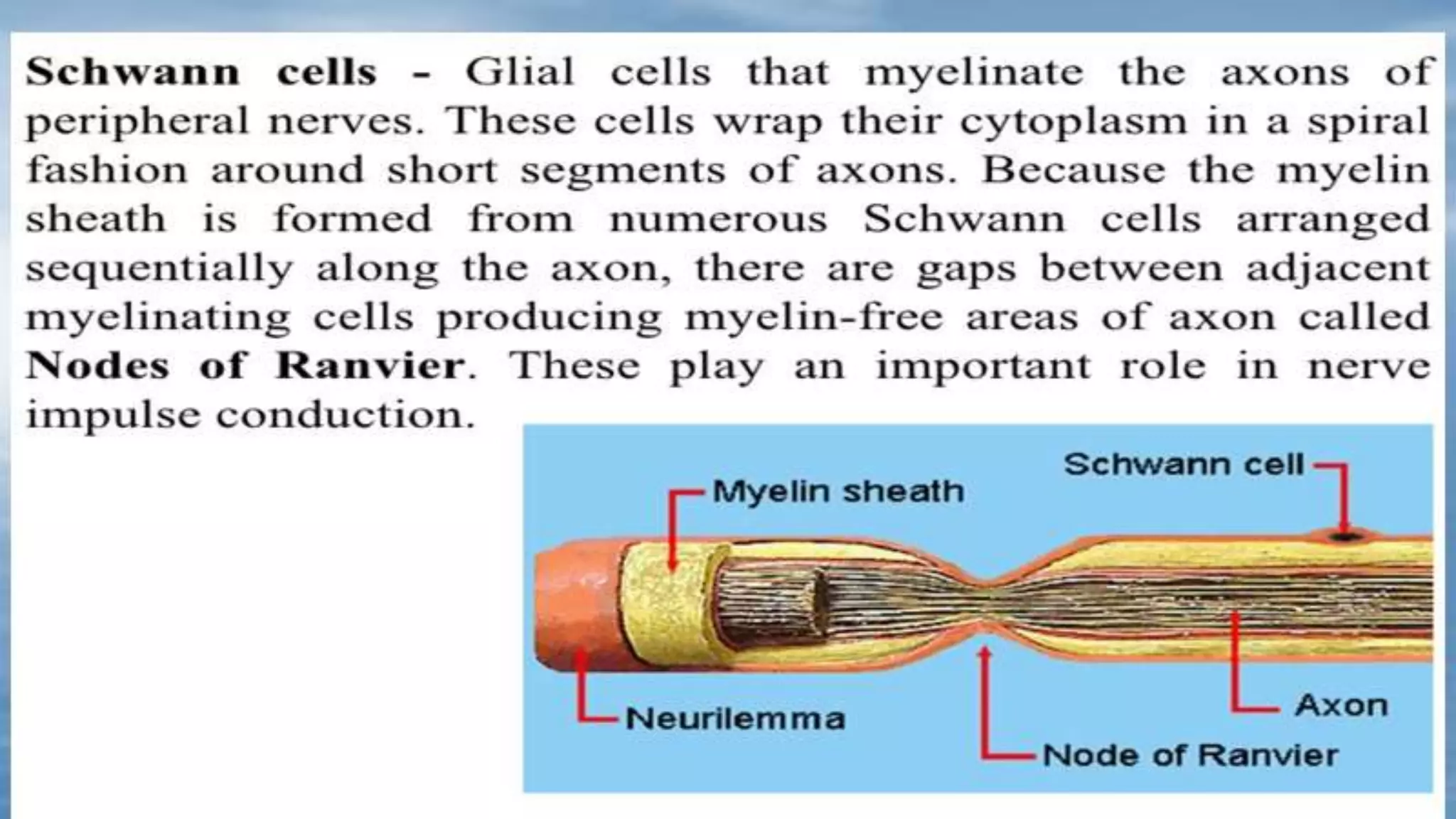 NEUROGLIA CELLS