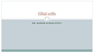 D R . R A K E S H K U M A R G U P T A
Glial cells
 