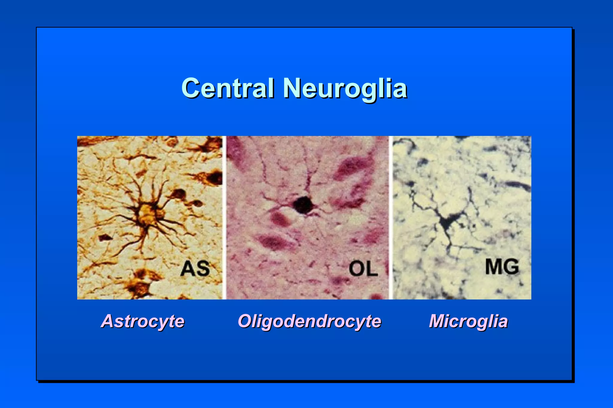 Glial Cells Neurobiology And Clinical Aspects Ppt