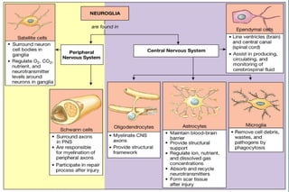 Correctly label the following anatomical features of the neuroglia.