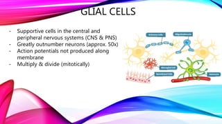 GLIAL CELLS
- Supportive cells in the central and
peripheral nervous systems (CNS & PNS)
- Greatly outnumber neurons (approx. 50x)
- Action potentials not produced along
membrane
- Multiply & divide (mitotically)
 
