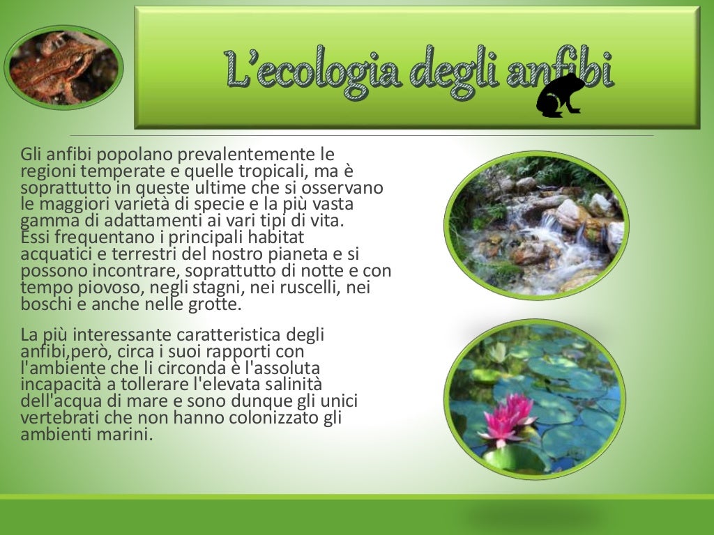 Gli anfibi | PPT