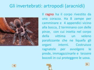 Gli invertebrati: artropodi (miriapodi)
                I millepiedi sono animaletti di
                piccole     dimens...