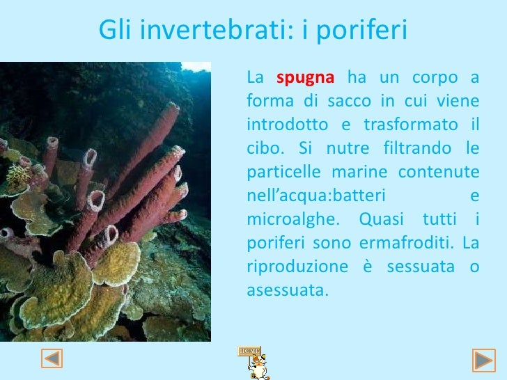 Ha Il Corpo Diviso In Tanti Anelli
