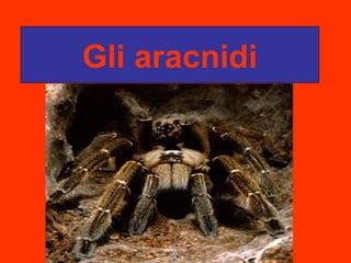 Gli aracnidi
 