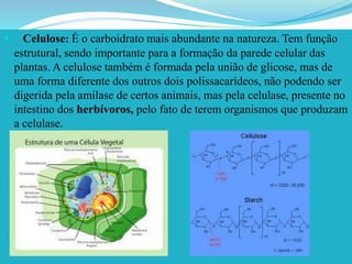  Celulose: É o carboidrato mais abundante na natureza. Tem função
estrutural, sendo importante para a formação da parede celular das
plantas. A celulose também é formada pela união de glicose, mas de
uma forma diferente dos outros dois polissacarídeos, não podendo ser
digerida pela amilase de certos animais, mas pela celulase, presente no
intestino dos herbívoros, pelo fato de terem organismos que produzam
a celulase.
 