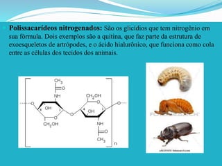  Polissacarídeos nitrogenados: São os glicídios que tem nitrogênio em
sua fórmula. Dois exemplos são a quitina, que faz parte da estrutura de
exoesqueletos de artrópodes, e o ácido hialurônico, que funciona como cola
entre as células dos tecidos dos animais.
 