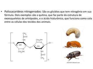 • Polissacarídeos nitrogenados: São os glicídios que tem nitrogênio em sua
fórmula. Dois exemplos são a quitina, que faz parte da estrutura de
exoesqueletos de artrópodes, e o ácido hialurônico, que funciona como cola
entre as células dos tecidos dos animais.
 