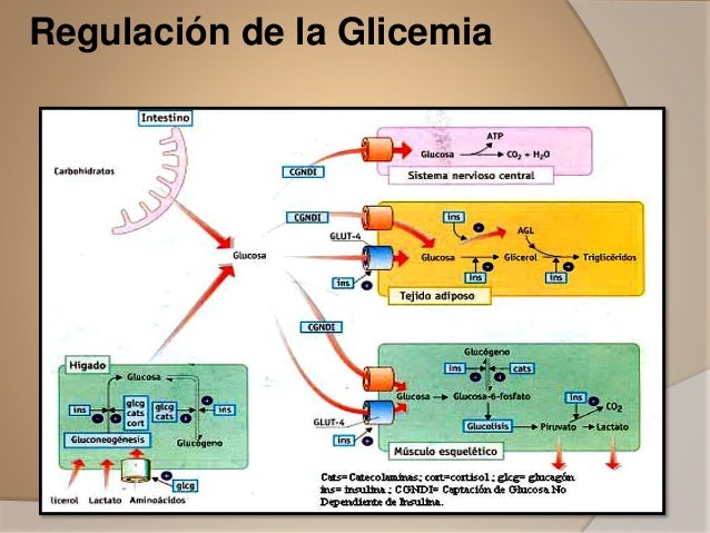 Glicemia. Glicemia.