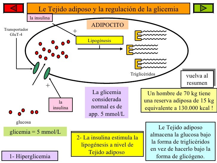 Glicemia martorell Glicemia martorell