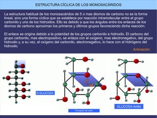 La estructura habitual de los monosacáridos de 5 o mas átomos de carbono no es la forma
lineal, sino una forma cíclica que se establece por reacción intramolecular entre el grupo
carbonilo y uno de los hidroxilos. Ello es debido a que los ángulos entre los enlaces de los
átomos de carbono aproximan los primeros y últimos grupos favoreciendo dicha reacción.
El enlace se origina debido a la polaridad de los grupos carbonilo e hidroxilo. El carbono del
grupo carbonilo, mas electropositivo, se enlaza con el oxígeno, mas electronegativo, del grupo
hidroxilo y, a su vez, el oxígeno del carbonilo, electronegativo, lo hace con el hidrógeno del
hidroxilo.
ESTRUCTURA CÍCLICA DE LOS MONOSACÁRIDOS
Animación
 