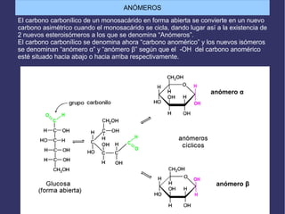 ANÓMEROS
El carbono carbonílico de un monosacárido en forma abierta se convierte en un nuevo
carbono asimétrico cuando el monosacárido se cicla, dando lugar así a la existencia de
2 nuevos esteroisómeros a los que se denomina “Anómeros”.
El carbono carbonílico se denomina ahora “carbono anomérico” y los nuevos isómeros
se denominan “anómero α” y “anómero β” según que el -OH del carbono anomérico
esté situado hacia abajo o hacia arriba respectivamente.
anómero α
anómero β
 