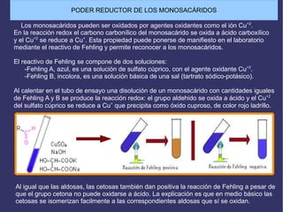 PODER REDUCTOR DE LOS MONOSACÁRIDOS
Los monosacáridos pueden ser oxidados por agentes oxidantes como el ión Cu+2
.
En la reacción redox el carbono carbonílico del monosacárido se oxida a ácido carboxílico
y el Cu+2
se reduce a Cu+
. Esta propiedad puede ponerse de manifiesto en el laboratorio
mediante el reactivo de Fehling y permite reconocer a los monosacáridos.
El reactivo de Fehling se compone de dos soluciones:
-Fehling A, azul, es una solución de sulfato cúprico, con el agente oxidante Cu+2
.
-Fehling B, incolora, es una solución básica de una sal (tartrato sódico-potásico).
Al calentar en el tubo de ensayo una disolución de un monosacárido con cantidades iguales
de Fehling A y B se produce la reacción redox: el grupo aldehido se oxida a ácido y el Cu+2
del sulfato cúprico se reduce a Cu+
que precipita como óxido cuproso, de color rojo ladrillo.
Al igual que las aldosas, las cetosas también dan positiva la reacción de Fehling a pesar de
que el grupo cetona no puede oxidarse a ácido. La explicación es que en medio básico las
cetosas se isomerizan facilmente a las correspondientes aldosas que sí se oxidan.
 