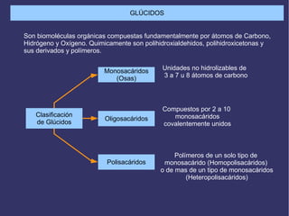 GLÚCIDOS
Son biomoléculas orgánicas compuestas fundamentalmente por átomos de Carbono,
Hidrógeno y Oxígeno. Quimicamente son polihidroxialdehidos, polihidroxicetonas y
sus derivados y polímeros.
Clasificación
de Glúcidos
Monosacáridos
(Osas)
Oligosacáridos
Polisacáridos
Unidades no hidrolizables de
3 a 7 u 8 átomos de carbono
Compuestos por 2 a 10
monosacáridos
covalentemente unidos
Polímeros de un solo tipo de
monosacárido (Homopolisacáridos)
o de mas de un tipo de monosacáridos
(Heteropolisacáridos)
 