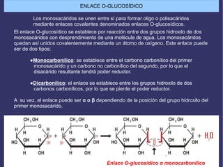 ENLACE O-GLUCOSÍDICO
El enlace O-glucosídico se establece por reacción entre dos grupos hidroxilo de dos
monosacáridos con desprendimiento de una molécula de agua. Los monosacáridos
quedan así unidos covalentemente mediante un átomo de oxígeno. Este enlace puede
ser de dos tipos:
●Monocarbonílico: se establece entre el carbono carbonílico del primer
monosacárido y un carbono no carbonílico del segundo, por lo que el
disacárido resultante tendrá poder reductor.
●Dicarbonílico: el enlace se establece entre los grupos hidroxilo de dos
carbonos carbonílicos, por lo que se pierde el poder reductor.
A su vez, el enlace puede ser α o β dependiendo de la posición del grupo hidroxilo del
primer monosacárido.
Los monosacáridos se unen entre sí para formar oligo o polisacáridos
mediante enlaces covalentes denominados enlaces O-glucosídicos.
Enlace O-glucosídico α monocarbonílico
 