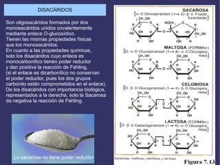 DISACÁRIDOS
Son oligosacáridos formados por dos
monosacáridos unidos covalentemente
mediante enlace O-glucosídico.
Tienen las mismas propiedades físicas
que los monosacáridos.
En cuanto a las propiedades químicas,
solo los disacáridos cuyo enlace es
monocarbonílico tienen poder reductor
y dan positiva la reacción de Fehling,
(si el enlace es dicarbonílico no conservan
el poder reductor, pues los dos grupos
carbonilo están comprometidos en el enlace).
De los disacáridos con importancia biológica,
representados a la derecha, solo la Sacarosa
da negativa la reacción de Fehling.
La sacarosa no tiene poder reductor
 