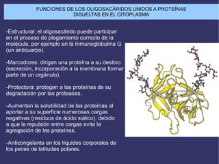 FUNCIONES DE LOS OLIGOSACÁRIDOS UNIDOS A PROTEÍNAS
DISUELTAS EN EL CITOPLASMA
-Estructural: el oligosacárido puede participar
en el proceso de plegamiento correcto de la
molécula, por ejemplo en la Inmunoglobulina G
(un anticuerpo).
-Marcadores: dirigen una proteína a su destino
(secreción, incorporación a la membrana formar
parte de un orgánulo).
-Protectora: protegen a las proteínas de su
degradación por las proteasas.
-Aumentan la solubilidad de las proteínas al
aportar a su superficie numerosas cargas
negativas (residuos de ácido siálico), debido
a que la repulsión entre cargas evita la
agregación de las proteínas.
-Anticongelante en los líquidos corporales de
los peces de latitudes polares.
 
