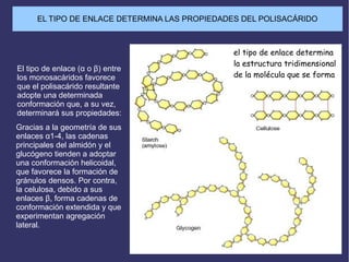 Gracias a la geometría de sus
enlaces α1-4, las cadenas
principales del almidón y el
glucógeno tienden a adoptar
una conformación helicoidal,
que favorece la formación de
gránulos densos. Por contra,
la celulosa, debido a sus
enlaces β, forma cadenas de
conformación extendida y que
experimentan agregación
lateral.
El tipo de enlace (α o β) entre
los monosacáridos favorece
que el polisacárido resultante
adopte una determinada
conformación que, a su vez,
determinará sus propiedades:
EL TIPO DE ENLACE DETERMINA LAS PROPIEDADES DEL POLISACÁRIDO
el tipo de enlace determina
la estructura tridimensional
de la molécula que se forma
 
