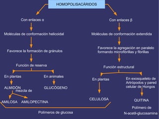 HOMOPOLISACÁRIDOS
Con enlaces α Con enlaces β
Moléculas de conformación helicoidal Moléculas de conformación extendida
Favorece la formación de gránulos
Favorece la agregación en paralelo
formando microfibrillas y fibrillas
Función de reserva Función estructural
En plantas En animales
GLUCÓGENOALMIDÓN
En plantas En exosqueleto de
Artrópodos y pared
celular de Hongos
CELULOSA QUITINA
mezcla de
AMILOSA AMILOPECTINA
Polímeros de glucosa N-acetil-glucosamina
Polímero de
 