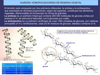 El Almidón está compuesto por dos polímeros diferentes: la amilosa y la amilopectina,
que mezclados en diversas proporciones, según las especies, constituyen los almidones
vegetales, diferenciables al microscopio en forma de gránulos.
La amilosa es un polímero lineal que contiene 200-300 moléculas de glucosa unidas por
enlaces α1-4, de estructura helicoidal, con 6 glucosas por vuelta.
La amilopectina es un polímero ramificado de unas 1000 unidades de glucosa, con cadenas
principales α1-4 y ramificaciones, cada 25-30 residuos de glucosa, debidas a enlaces α1-6.
ALMIDÓN: HOMOPOLISACÁRIDO DE RESERVA VEGETAL
 