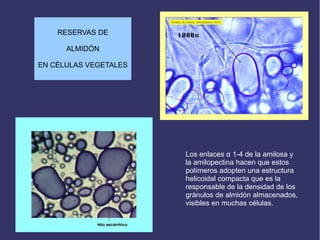 Los enlaces α 1-4 de la amilosa y
la amilopectina hacen que estos
polímeros adopten una estructura
helicoidal compacta que es la
responsable de la densidad de los
gránulos de almidón almacenados,
visibles en muchas células.
RESERVAS DE
ALMIDÓN
EN CÉLULAS VEGETALES
 
