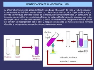 IDENTIFICACIÓN DE ALMIDÓN CON LUGOL
Al añadir al almidón unas gotas de Reactivo de Lugol (disolución de yodo y yoduro potásico)
toma un color azul-violeta característico. La coloración producida por el Lugol se debe a que
el yodo se introduce entre las espiras de la molécula de almidón formando un compuesto de
inclusión que modifica las propiedades físicas de esta molécula haciendo aparecer ese color.
No es por tanto, una verdadera reacción química. Por ello el color desaparecerá si las hélices
del almidón se desorganizan por el calor y reaparecerá cuando las hélices vuelvan a formarse
al enfriar y este proceso se repetirá cuantas veces queramos.
 