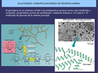GLUCÓGENO: HOMOPOLISACÁRIDO DE RESERVA ANIMAL
El glucógeno es un polímero similar a la amilopectina aunque mucho mas ramificado y
compacto, presentando puntos de ramificación, mediante enlaces α 1-6 cada 8 o 10
moléculas de glucosa de la cadena principal.
 