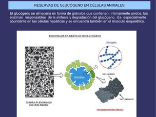 RESERVAS DE GLUCÓGENO EN CÉLULAS ANIMALES
El glucógeno se almacena en forma de gránulos que contienen, íntimamente unidos, los
enzimas responsables de la síntesis y degradación del glucógeno. Es especialmente
abundante en las células hepáticas y se encuentra también en el músculo esquelético.
 