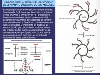 HIDRÓLISIS DEL ALMIDÓN Y EL GLUCÓGENO
EN EL APARATO DIGESTIVO DE LOS ANIMALES
Estos polisacáridos se hidrolizan completamente,
hasta rendir D-glucosa, por la acción combinada
de los enzimas α-amilasa y α(1-6) glucosidasa.
La enzima α-amilasa rompe los enlaces α1-4
separando inicialmente polisacáridos de tamaño
intermedio llamados Dextrinas, que se convierten
luego en maltosa y finalmente en glucosa. El
enzima α(1-6) glucosidasa o isomaltasa rompe
los enlaces en los puntos de ramificación de la
amilopectina y el glucógeno y así, por la acción
conjunta de ambos enzimas, se completa la
hidrólisis de estos polisacáridos.
 