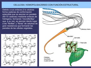 Debido a sus enlaces β la celulosa
forma cadenas de conformación
extendida que se asocian en paralelo
(60-70 cadenas) mediante enlaces de
hidrógeno, formando “microfibrillas”
que, a su vez, se asocian dando lugar
a las “fibrillas” y “fibras” de celulosa de
gran resistencia que formarán las
paredes de las células vegetales.
CELULOSA: HOMOPOLISACÁRIDO CON FUNCIÓN ESTRUCTURAL
 