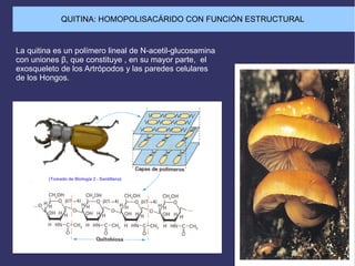 QUITINA: HOMOPOLISACÁRIDO CON FUNCIÓN ESTRUCTURAL
La quitina es un polímero lineal de N-acetil-glucosamina
con uniones β, que constituye , en su mayor parte, el
exosqueleto de los Artrópodos y las paredes celulares
de los Hongos.
 