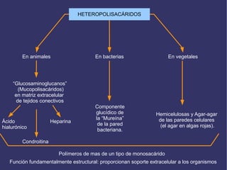 HETEROPOLISACÁRIDOS
Polímeros de mas de un tipo de monosacárido
En animales En bacterias En vegetales
“Glucosaminoglucanos”
(Mucopolisacáridos)
en matriz extracelular
de tejidos conectivos
Componente
glucídico de
la “Mureína”
de la pared
bacteriana.
Hemicelulosas y Agar-agar
de las paredes celulares
(el agar en algas rojas).
Ácido
hialurónico
Condroitina
Heparina
Función fundamentalmente estructural: proporcionan soporte extracelular a los organismos
 