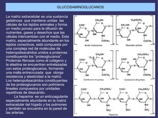 La matriz extracelular es una sustancia
gelatinosa que mantiene unidas las
células de los tejidos animales y forma
un medio poroso para la difusión de
nutrientes, gases y desechos que las
células intercambian con el medio. Esta
matriz, especialmente abundante en los
tejidos conectivos, está compuesta por
una compleja red de moléculas de
heteropolisacáridos unidos a proteínas
constituyendo los “proteoglucanos”.
Proteínas fibrosas como el colágeno y
la elastina se encuentran entrelazadas
con estos proteoglucanos, formando
una malla entrecruzada que otorga
resistencia y elasticidad a la matriz.
Los heteropolisacáridos constituyentes
de los proteoglucanos son polímeros
lineales compuestos por unidades
repetitivas de disacárido.
La heparina es un anticoagulante
especialmente abundante en la matriz
extracelular del hígado y los pulmones
y también se encuentra en la pared de
las arterias.
GLUCOSAMINOGLUCANOS
 