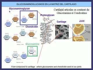 GLUCOSAMINOGLUCANOS EN LA MATRIZ DEL CARTÍLAGO
 