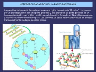 HETEROPOLISACÁRIDOS EN LA PARED BACTERIANA
La pared bacteriana está formada por una capa rígida denominada “Mureína”, compuesta
por un peptidoglucano, con una parte glucídica y otra peptídica. La parte glucídica es un
heteropolisacárido cuya unidad repetitiva es el disacárido formado por N-acetil-glucosamina
y N-acetil-murámico con enlace β1-4. Las cadenas de estos heteropolisacáridos se enlazan
transversalmente mediante péptidos cortos.
 