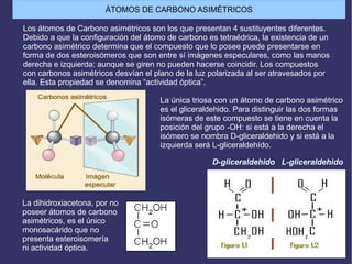 Los átomos de Carbono asimétricos son los que presentan 4 sustituyentes diferentes.
Debido a que la configuración del átomo de carbono es tetraédrica, la existencia de un
carbono asimétrico determina que el compuesto que lo posee puede presentarse en
forma de dos esteroisómeros que son entre sí imágenes especulares, como las manos
derecha e izquierda: aunque se giren no pueden hacerse coincidir. Los compuestos
con carbonos asimétricos desvían el plano de la luz polarizada al ser atravesados por
ella. Esta propiedad se denomina “actividad óptica”.
La única triosa con un átomo de carbono asimétrico
es el gliceraldehido. Para distinguir las dos formas
isómeras de este compuesto se tiene en cuenta la
posición del grupo -OH: si está a la derecha el
isómero se nombra D-gliceraldehido y si está a la
izquierda será L-gliceraldehído.
D-gliceraldehido L-gliceraldehido
La dihidroxiacetona, por no
poseer átomos de carbono
asimétricos, es el único
monosacárido que no
presenta esteroisomería
ni actividad óptica.
ÁTOMOS DE CARBONO ASIMÉTRICOS
 