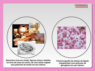 GLICÍDIOS
                                                                           GLICÍDIOS




Alimentos ricos em amido, figuras acima e detalhe,   Fotomicrografia de células do fígado
em tons de cinza ao centro, de uma célula vegetal       (hepatócitos) com grânulos de
     com grânulos de amido em seu interior.               glicogênio em seu interior.
 