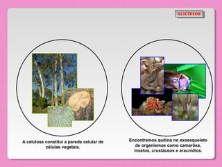 GLICÍDIOS
                                                                 GLICÍDIOS




A celulose constitui a parede celular de   Encontramos quitina no exoesqueleto
           células vegetais.                  de organismos como camarões,
                                             insetos, crustáceos e aracnídios.
 
