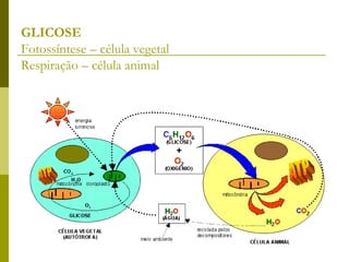 GLICOSE Fotossíntese – célula vegetal Respiração – célula animal 