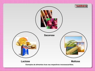 Sacarose
G
G
L
L
I
I
C
C
Í
Í
D
D
I
I
O
O
S
S
Lactose Maltose
Exemplos de alimentos ricos nos respectivos monossacarídios.
 