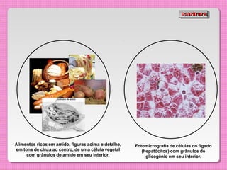 Alimentos ricos em amido, figuras acima e detalhe,
em tons de cinza ao centro, de uma célula vegetal
com grânulos de amido em seu interior.
Fotomicrografia de células do fígado
(hepatócitos) com grânulos de
glicogênio em seu interior.
G
G
L
L
I
I
C
C
Í
Í
D
D
I
I
O
O
S
S
 