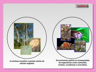 A celulose constitui a parede celular de
células vegetais.
Encontramos quitina no exoesqueleto
de organismos como camarões,
insetos, crustáceos e aracnídios.
G
G
L
L
I
I
C
C
Í
Í
D
D
I
I
O
O
S
S
 