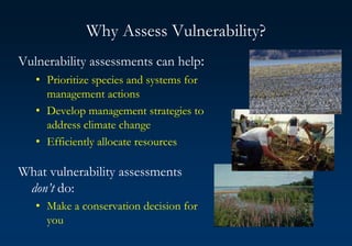Why Assess Vulnerability?
Vulnerability assessments can help:
• Prioritize species and systems for
management actions
• Develop management strategies to
address climate change
• Efficiently allocate resources
What vulnerability assessments
don’t do:
• Make a conservation decision for
you
 