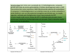 terceira etapa tem início com a produção de 1,3-bisfosfoglicerato, composto
gerado pela ação da enzima gliceraldeído-3-fosfato desidrogenase sobre o GAP.
Essa enzima tem como coenzima o NAD (Nicotinamida adenina di-nucleotídeo).
O composto 1,3-bisfosfoglicerato é um anidrido misto de um ácido carboxílico e
ácido fosfórico, com um alto potencial energético permitindo que, na reação
seguinte, catlisada pela fosfoglicerato cinase haja produção de ATP.
A outra reação onde ocorre síntese de ATP é catalisada pela piruvato cinase,
enzima que transforma fosfoenolpiruvato em piruvato. Esta é a terceira reação
irreversível da via glicolítica.
 