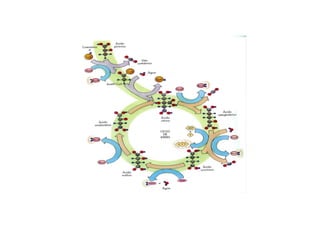 Glicólise   bioquimica