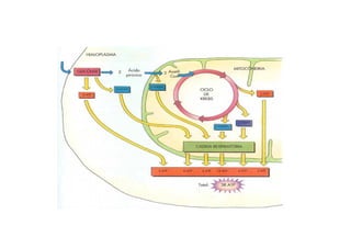 Glicólise   bioquimica