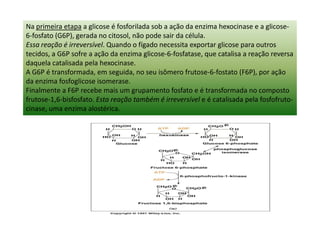 Na primeira etapa a glicose é fosforilada sob a ação da enzima hexocinase e a glicose-
6-fosfato (G6P), gerada no citosol, não pode sair da célula.
Essa reação é irreversível. Quando o fígado necessita exportar glicose para outros
tecidos, a G6P sofre a ação da enzima glicose-6-fosfatase, que catalisa a reação reversa
daquela catalisada pela hexocinase.
A G6P é transformada, em seguida, no seu isômero frutose-6-fostato (F6P), por ação
da enzima fosfoglicose isomerase.
Finalmente a F6P recebe mais um grupamento fosfato e é transformada no composto
frutose-1,6-bisfosfato. Esta reação também é irreversível e é catalisada pela fosfofruto-
cinase, uma enzima alostérica.
 