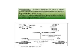 Na segunda etapa a frutose-1,6-bisfosfato sofre a ação da aldolase
gerando uma molécula de diidroxiacetona fosfato e uma molécula
de gliceraldeído-3-fosfato (GAP).
Sob a ação da triose fosfato isomerase, diidroxiacetona fosfato é
convertida em gliceraldeído-3-fosfato.
 