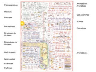 Polissacarídeos
Hexoses
Pentoses
Fotossíntese
Biosíntese de
Lípídeos
Degradação de
Lipídeos
d
Fosfolipídeos
Isoprenóides
Esteróides
Porfirinas
Aminoácidos
Aromáticos
Catecolaminas
Purinas
Pirimidinas
Aminoácidos
 