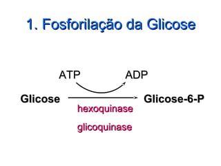 1. Fosforilação da Glicose1. Fosforilação da Glicose
GlicoseGlicose
ATPATP
hexoquinasehexoquinase
glicoquinaseglicoquinase
ADPADP
Glicose-6-Glicose-6-PP
 